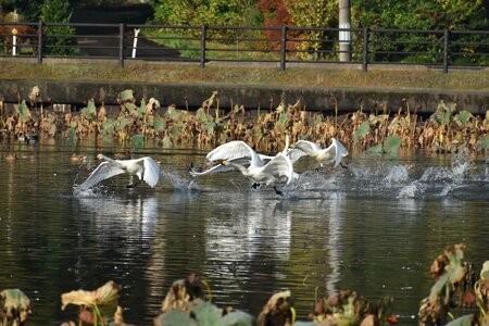Bird wild birds waterfowl