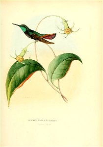 Lampornis calosoma = Anthracothorax nigricollis nigricollis [1]