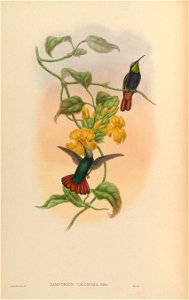Lampornis calosoma = Anthracothorax nigricollis nigricollis [1]