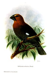 Amblyospiza_albifrons_melanota