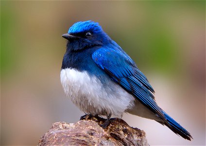 Blue-and-white Flycatcher Cyanoptila cyanomelana, Hokkaido, Japan