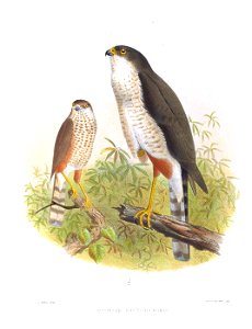 Accipiter erythrocnemis= Accipiter chionogaster?