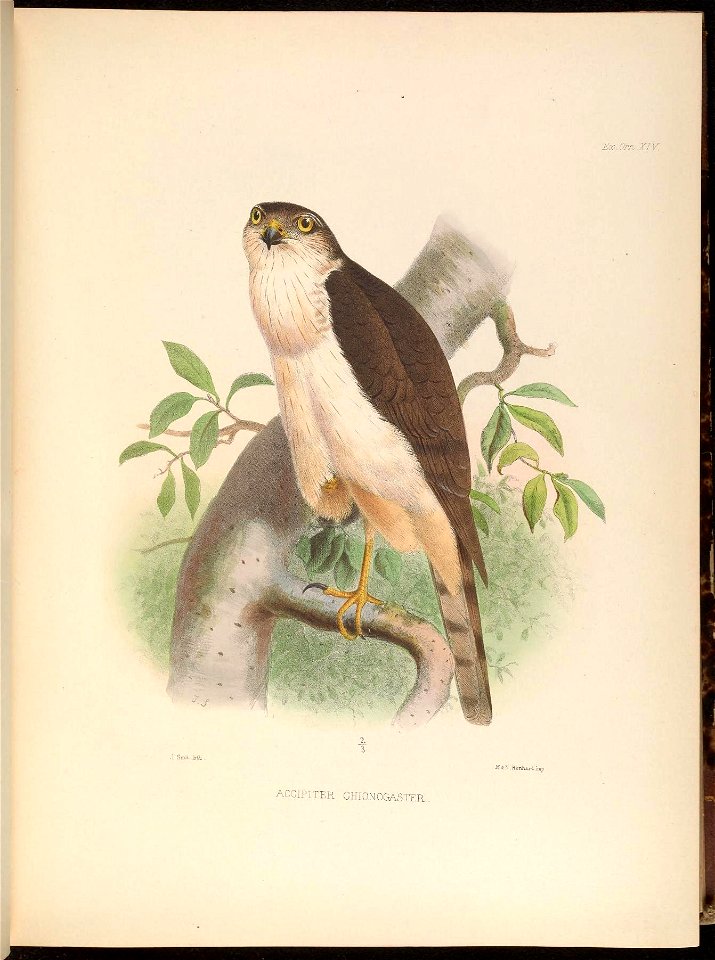 Ex. Or. 
J Smit.liii 
Jvr.&N.Hanh6Lrt:n-jp 

ACCIPITER CHIONOGASTER