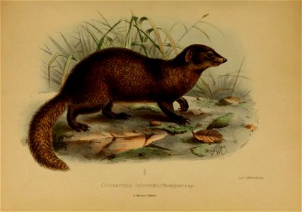 Illustration originale associée à la description de la mangouste de Dybowski (Dologale dybowskii) et publiée dans les Nouvelles archives du Muséum d'histoire naturelle, série 3, tome 6.