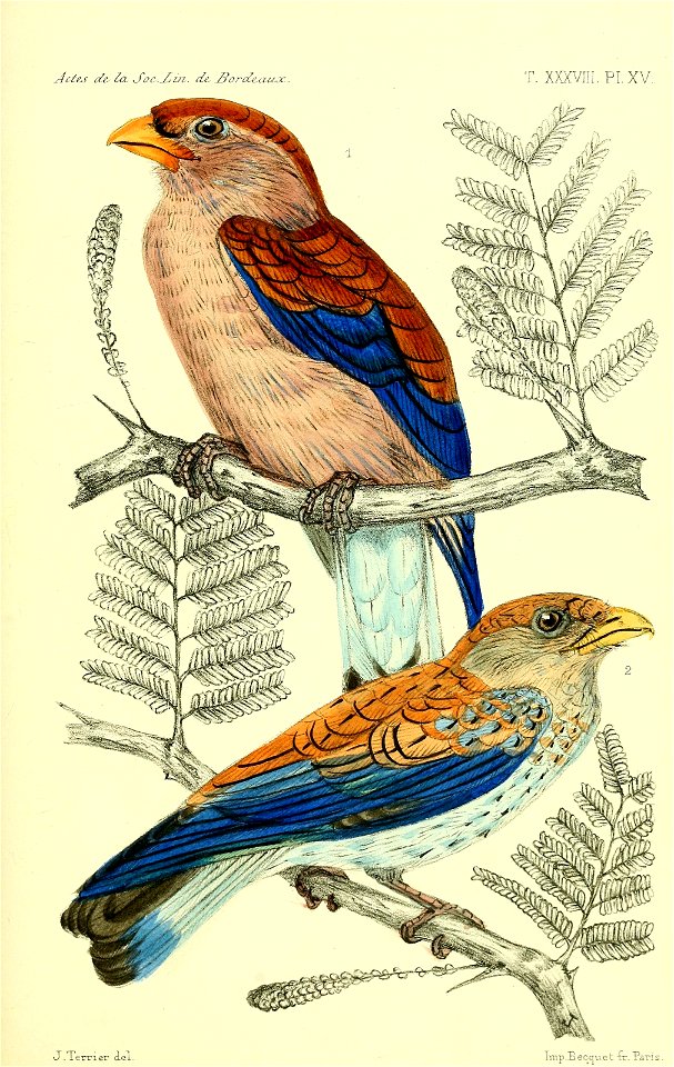 Eurystomus afer (=Eurystomus glaucurus).
male adult, 2/3 natural size
female adult, 2/3 natural size