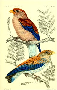 Eurystomus afer (=Eurystomus glaucurus).
male adult, 2/3 natural size
female adult, 2/3 natural size