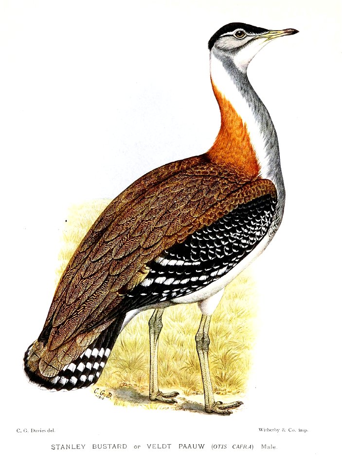 Stanley Bustard - Neotis cafra  = (Neotis denhami)