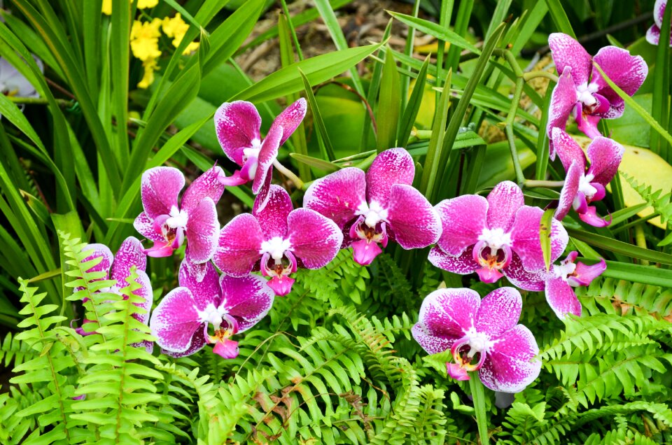 Garden floral blooming