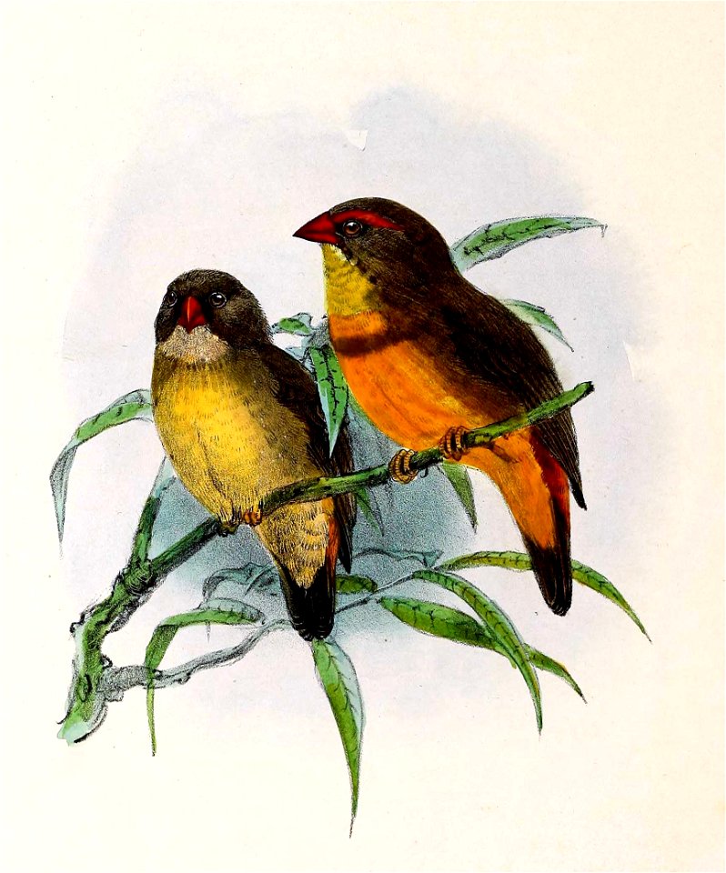 English:  « Pytelia subflava » = Amandava subflava (Orange-breasted waxbill)Français :  « Pytelia subflava » = Amandava subflava (Bengali zébré)