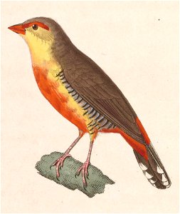 English:  « Fringilla sanguinolenta » = Amandava subflava subflava (Subspecies of Zebra Waxbill) - maleFrançais :  « Fringilla sanguinolenta » = Amandava s