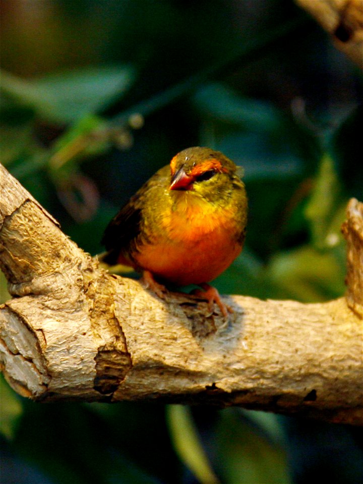 A Gold-/Orangebreasted waxbill (Amandava subflava). Fjärilshuset, Stockholm, Sweden.