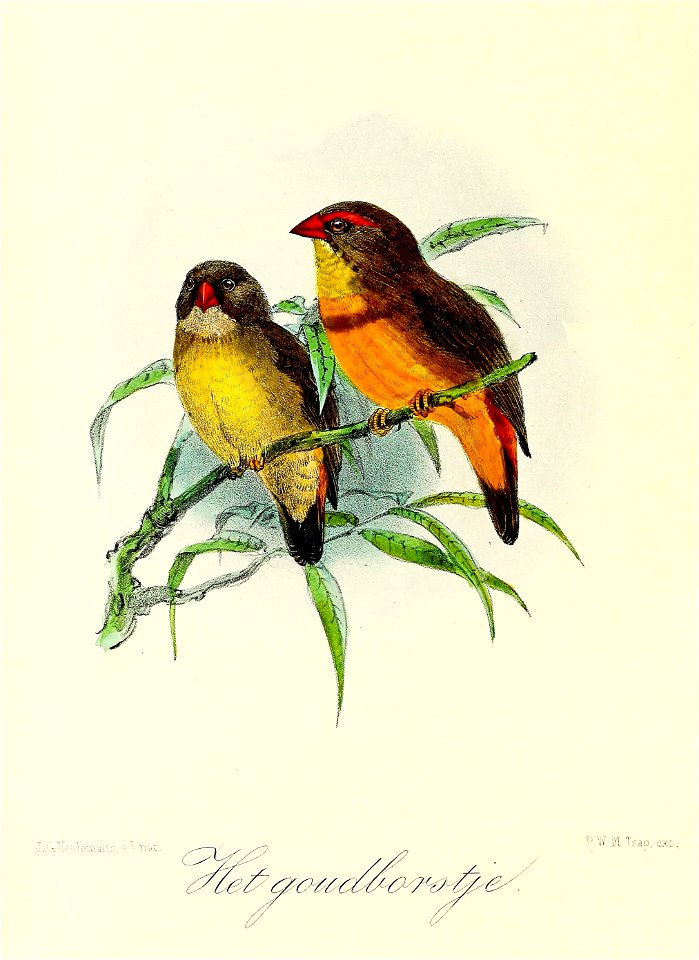 English:  « Pytelia subflava » = Amandava subflava (Orange-breasted waxbill)Français :  « Pytelia subflava » = Amandava subflava (Bengali zébré)
