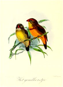 English:  « Pytelia subflava » = Amandava subflava (Orange-breasted waxbill)Français :  « Pytelia subflava » = Amandava subflava (Bengali zébré)