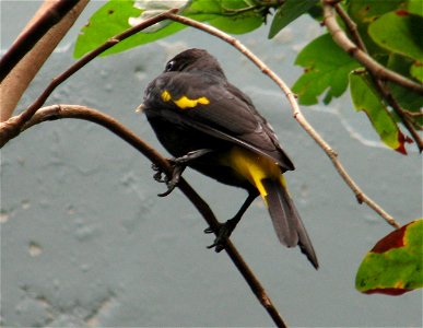 Yellow-rumped Cacique - Cacicus cela  Taken at Cincinnati Zoo