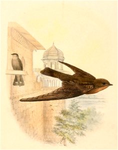 « Cotile concolor » = Ptyonoprogne concolor (Dusky Crag Martin)