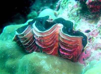 Fluted giant clam (Tridacna squamosa)

Image ID: reef1426, NOAA's Coral Kingdom Collection
Location: Pohnpei