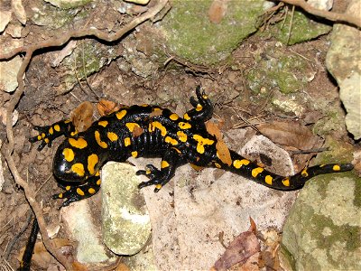Fire Salamander