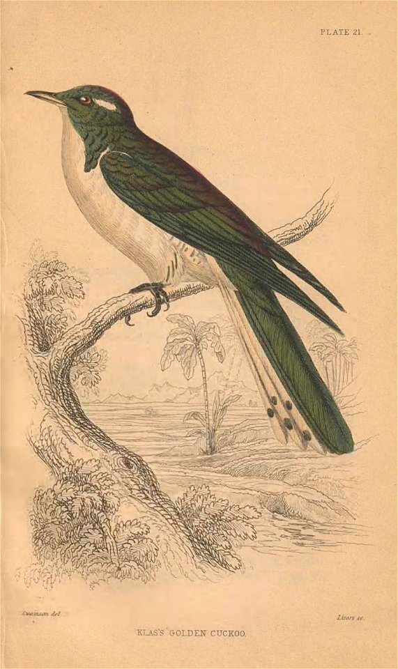 Klaas’s cuckoo (Chrysococcyx klaas). Engraving by William Lizars after William Swainson from Sir William Jardine’s Naturalist’s Library: Ornithology (v. 12, 1853 edition).