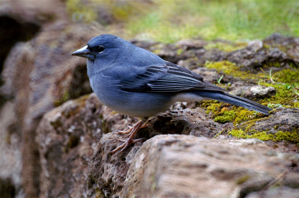 Blue Chaffinch (Fringilla teydea), Male, Tenerife