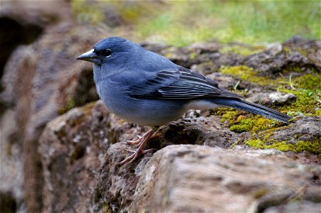 Blue Chaffinch (Fringilla teydea), Male, Tenerife photo