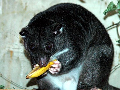 Ground Cuscus at Cotswold Wildlife Park, Burford, Oxfordshire