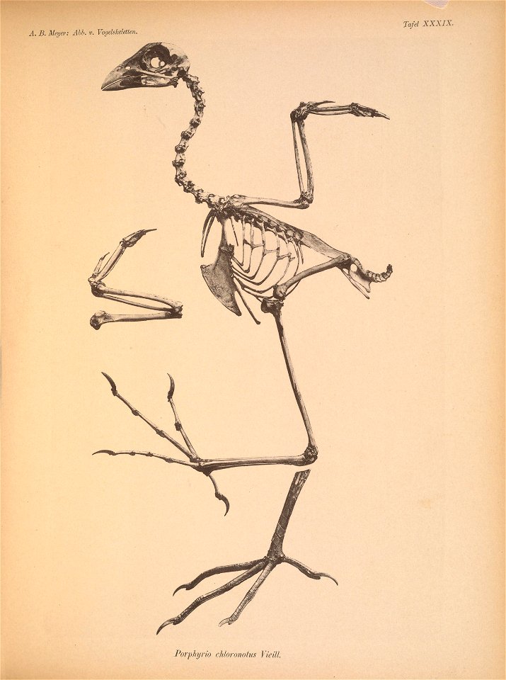 Porphyrio chloronotus = Porphyrio alleni[1]