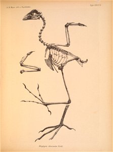 Porphyrio chloronotus = Porphyrio alleni[1]