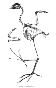 Porphyrio chloronotus