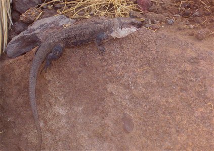 Lagarto gigante de la Gomera. Fotografía tomada en el centro de recuperación del lagarto gigante de Valle Gran Rey (La Gomera) photo