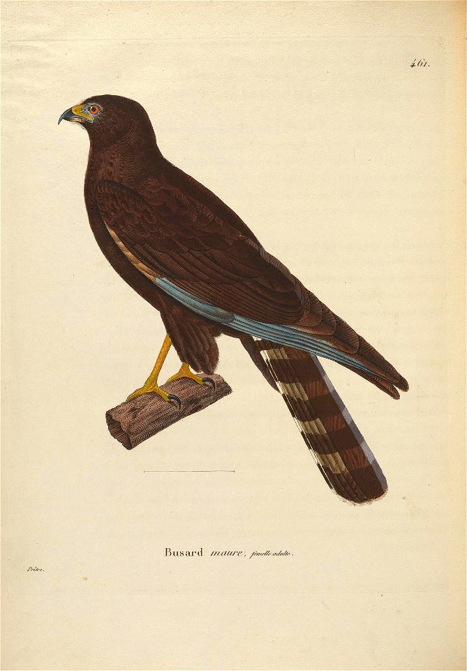 Black Harrier (Circus maurus), colour plate 461 from Nouveau recueil de planches coloriées d'oiseaux.