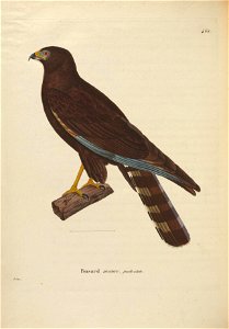 Black Harrier (Circus maurus), colour plate 461 from Nouveau recueil de planches coloriées d'oiseaux.