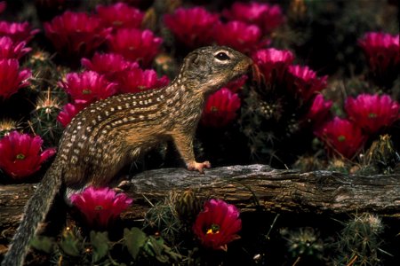Mexican ground squirrel photo