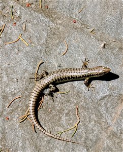 A large lizard spotted in my backyard. I think it's Eulamprus quoyii, but I'm not 100% sure. photo