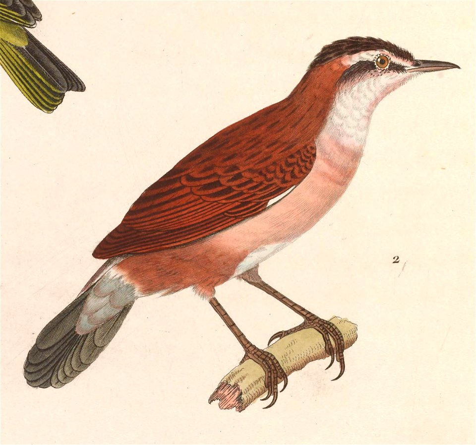 English:  « Sylvia melanopogon » = Acrocephalus melanopogon (Moustached Warbler) - adult maleFrançais :  « Sylvia melanopogon » = Acrocephalus melanopogon 