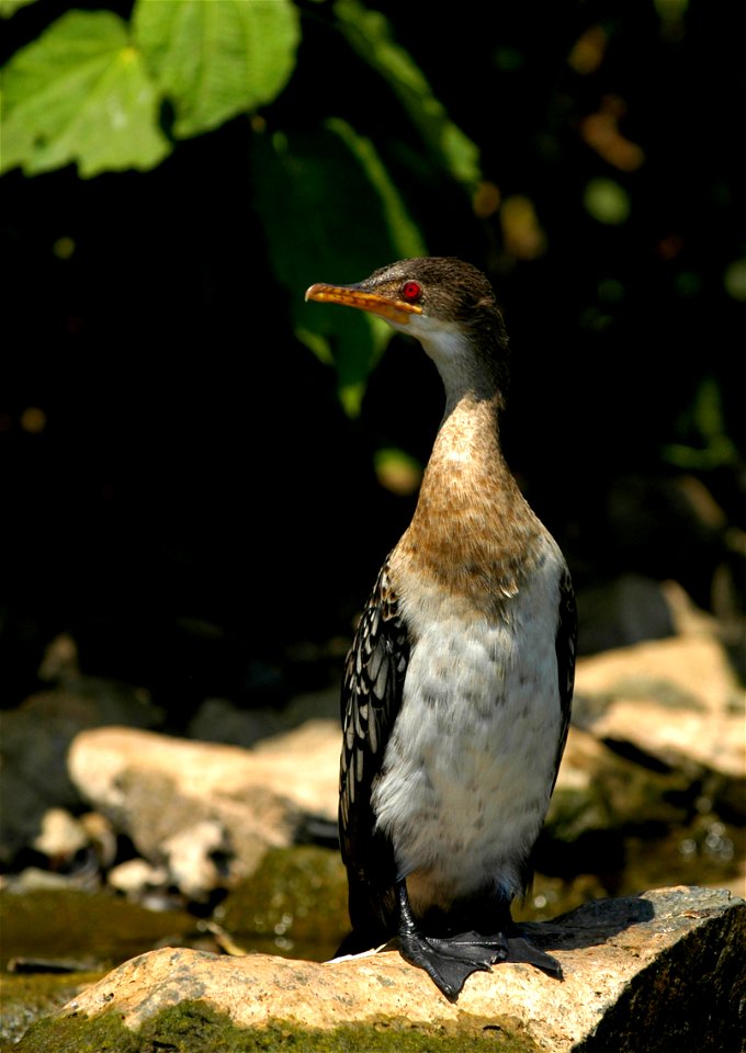 Juvenile Microcarbo africanus at the source of the blue Nile in 2006/9/10