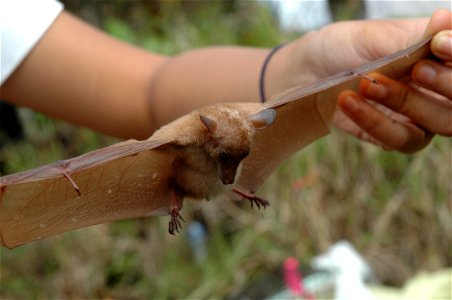 Macroglossus minimus