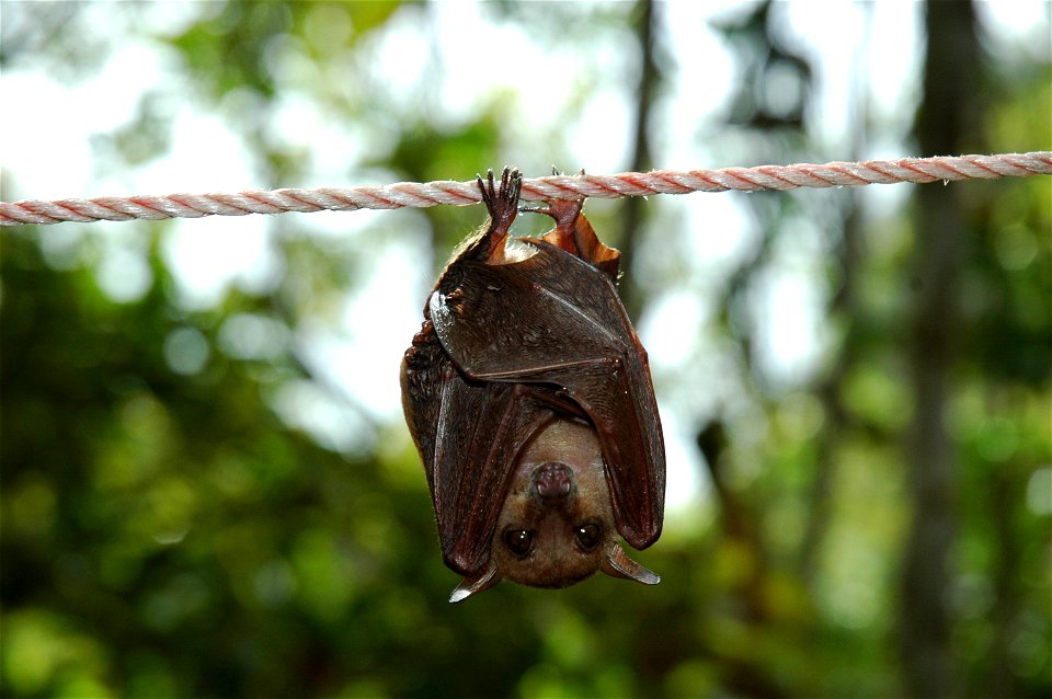dagger-toothed fruit bat