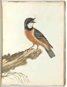 Orange breast thrush.Lewin, John. Birds of New South Wales with their natural history. Sydney: G. Howe, 1813title QS:P1476,en:"Orange breast thrush.Lewin, John. Birds of New South Wales with their nat