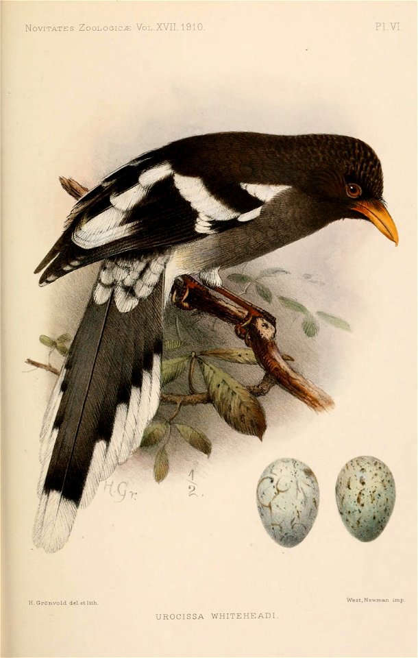 White-winged Magpie Urocissa whiteheadi specimen details