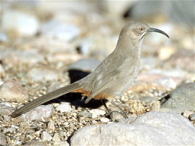 Crissal Thrasher (Toxostoma crissale)