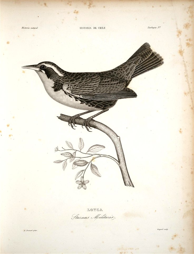 Htsforia- natural 
HISTORU BE CHILE 
ZooloquvJV 
9 
jl®^t©. 
'.&£ 
A. Prevost pirur , 

&uyard sculp