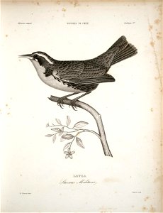 Htsforia- natural 
HISTORU BE CHILE 
ZooloquvJV 
9 
jl®^t©. 
'.&£ 
A. Prevost pirur , 

&uyard sculp
