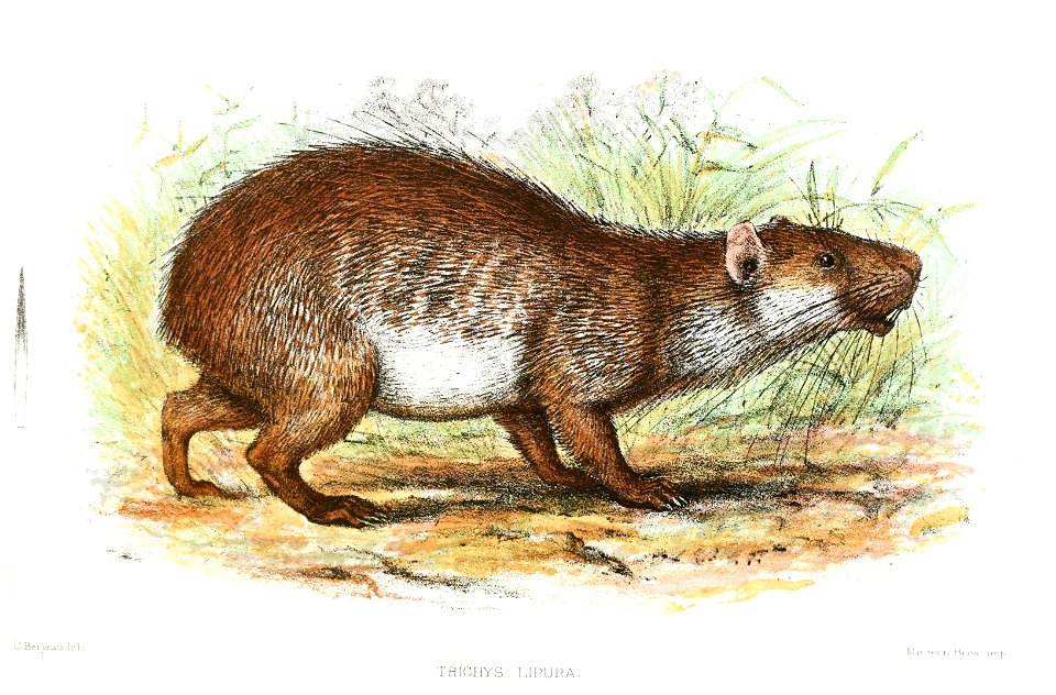 Individuals often loose their tail during lifetime.([2])
