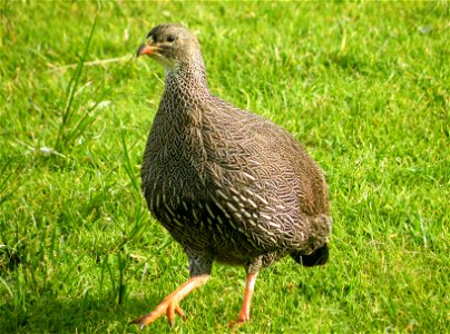 The Cape Francolin or Francolinus capensis. Photo taken in Cape Town garden.