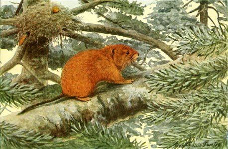 Arborimus longicaudus