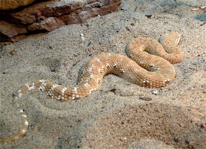 Leaf-nosed viper (Eristicophis macmahonii)