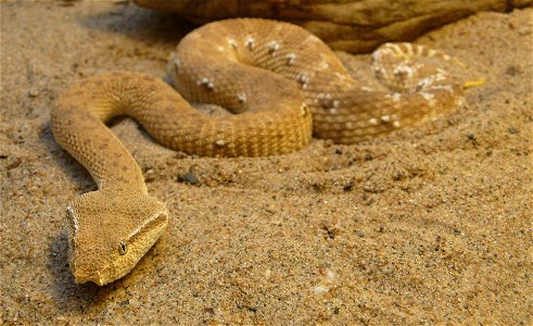 Leaf-nosed viper (Eristicophis macmahonii)
