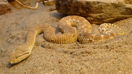 Leaf-nosed viper (Eristicophis macmahonii)