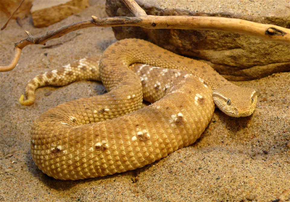 Leaf-nosed viper (Eristicophis macmahonii)