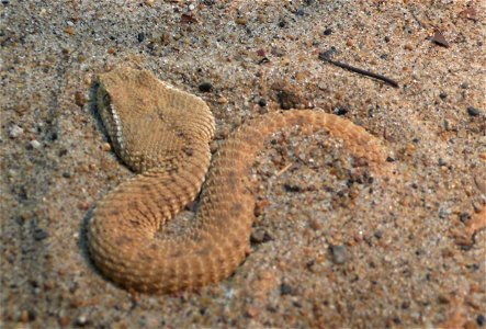 Leaf-nosed viper (Eristicophis macmahonii)